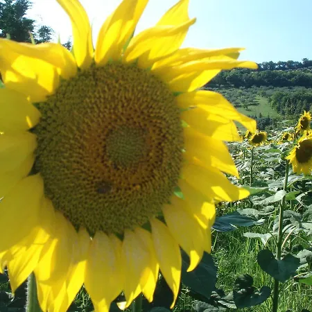 Nocleg ze śniadaniem Al Girasole *