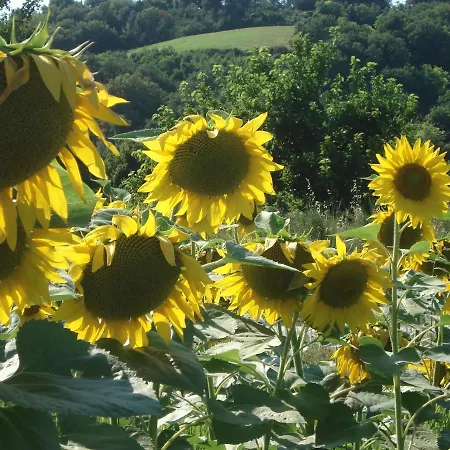 Al Girasole Fano